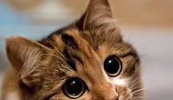 NE KADAR KEDİ SEVERSİN