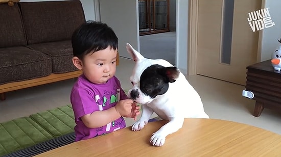 Bir Şeyleri Çalarken Kameralara Yakalanan Sevimli Hayvanlar