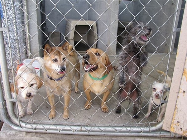 5. Около половины животных, поступающих в американские приюты, усыпляют из-за нехватки желающих взять их себе и места. Эта цифра составляет около 80 тыс. животных в неделю