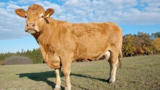 Özgürlük Onun İçin Mücadele Edenindir! Polonya'da Bir İnek Kesim Öncesi Yüzerek Adaya Kaçtı