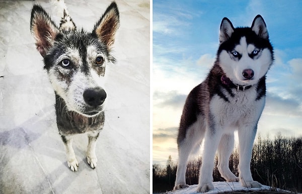 3. Луна совсем не походила на красавцев хаски с веб-сайтов по продаже породистых собак.