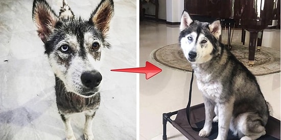 Эта история в 8 фотографиях сначала разрушит, а затем снова вернет вам веру в человечество!