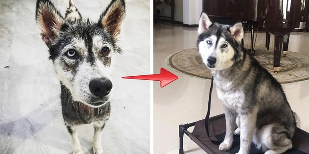 Эта история в 8 фотографиях сначала разрушит, а затем снова вернет вам веру в человечество!