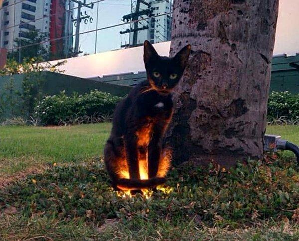 Bu kedi bariz bir şekilde görmemiz için ışıklandırılmış. Kesinlikle bir yan görev içeriyor olmalı.