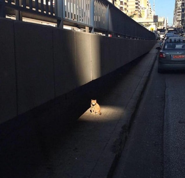 Bir başka yan görev içeren kedi. Yine fark edebilmemiz için ışıklandırılmış.