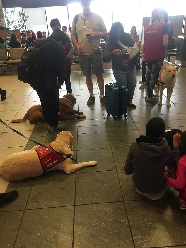 3. Uçuştan önce sakinleşmek isteyenler için hazırda bekleyen rehber köpekler 👇