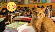 Zafer Tombi ve Dostlarının! Şikâyet Üzerine 'Uzaklaştırılan' Kedi Okuluna Geri Dönüyor 😺