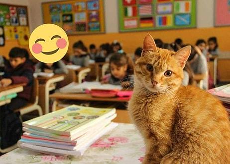 Zafer Tombi ve Dostlarının! Şikâyet Üzerine 'Uzaklaştırılan' Kedi Okuluna Geri Dönüyor 😺