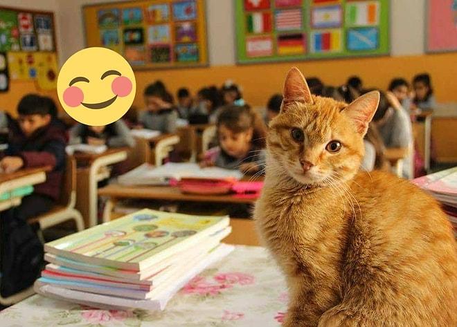 Zafer Tombi ve Dostlarının! Şikâyet Üzerine 'Uzaklaştırılan' Kedi Okuluna Geri Dönüyor 😺