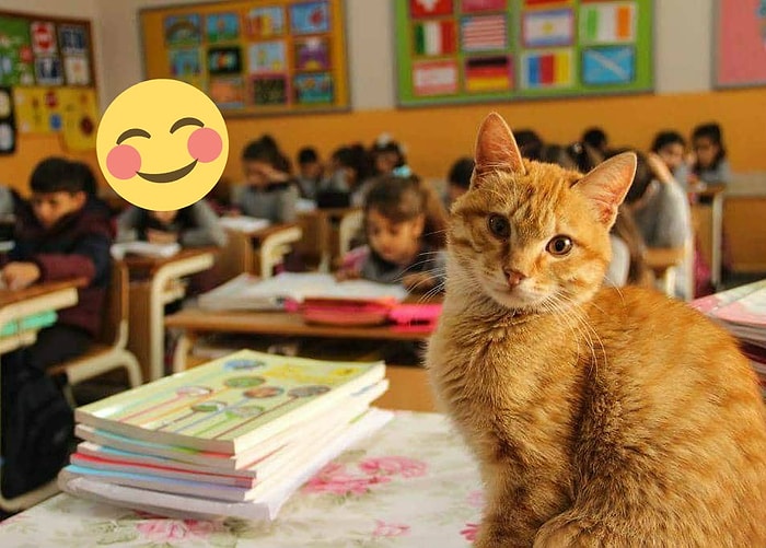 Zafer Tombi ve Dostlarının! Şikâyet Üzerine 'Uzaklaştırılan' Kedi Okuluna Geri Dönüyor 😺