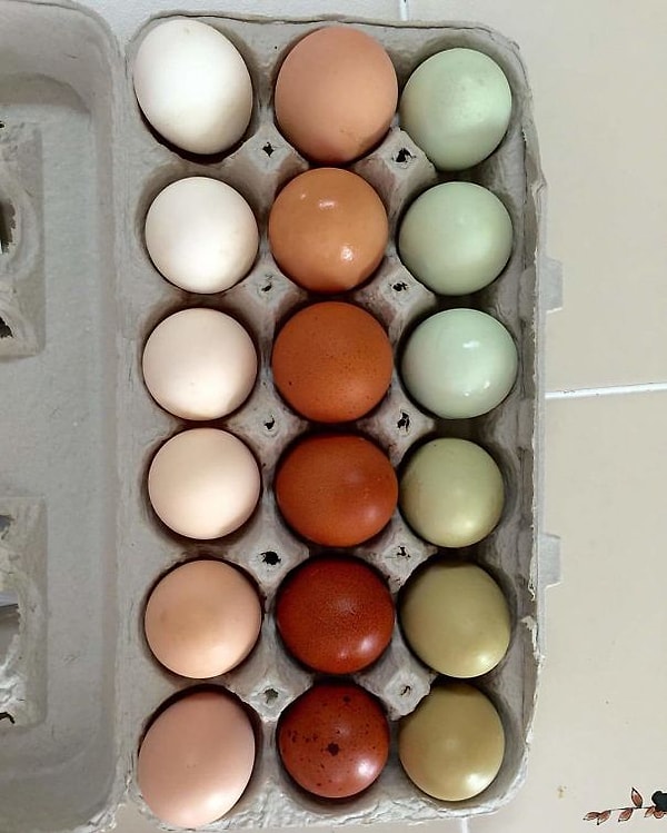 16. А вам какое? 🥚🥚🥚