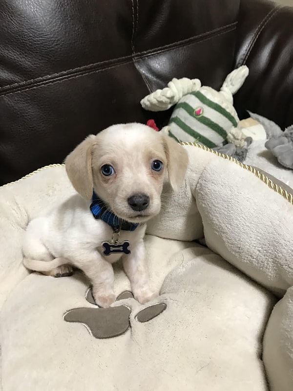 1. Это про тебя говорят "собака-убийца", малыш?