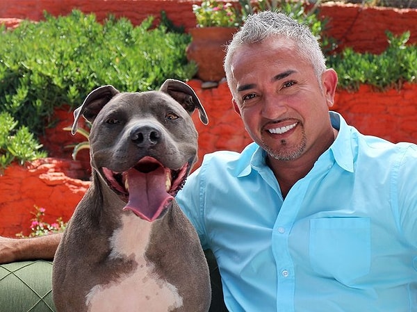 12. Нет плохих собак, есть плохо обученные собаки. Между тем, у знаменитого собачьего тренера Сизара Миллана, который "переводит" с собачьего, тоже питбуль :)