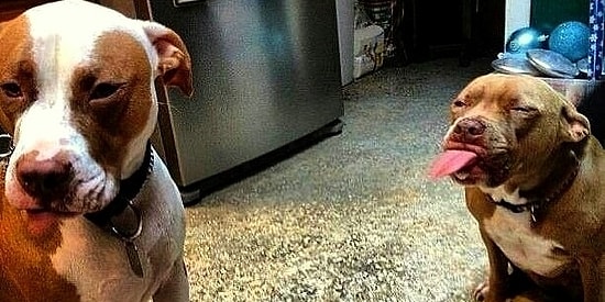 Осторожно, "злая" собака! 15 невероятно милых фоток питбулей