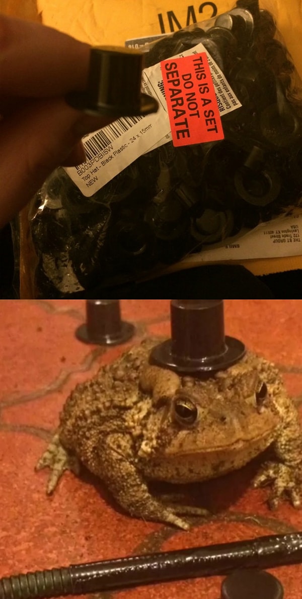 2. "Напившись, случайно купил своей жабе 100 маленьких шляп вместо одной"