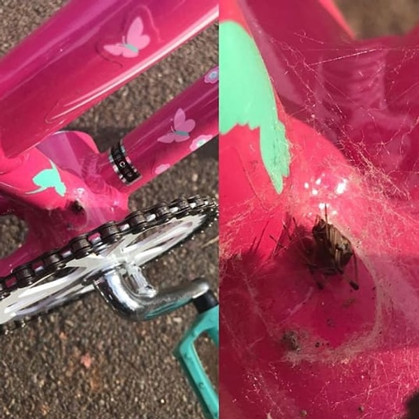 8. Неосмотрительный папаша, который позволил своей дочке весь день гонять на велосипеде, в то время как прямо у ее ноги сидел гигантский ядовитый паук «Чёрная вдова», укус которого может быть смертелен для детей и пожилых людей.