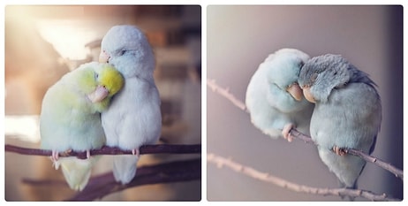 «Фотоистория любви» попугаев, которая согреет ваше сердце!
