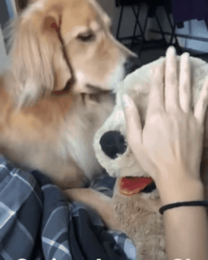 Kiskancliklariyla Sizi Kendine Asik Edecek Dunya Tatlisi 15 Kopek