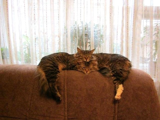 17. 🐱🐱