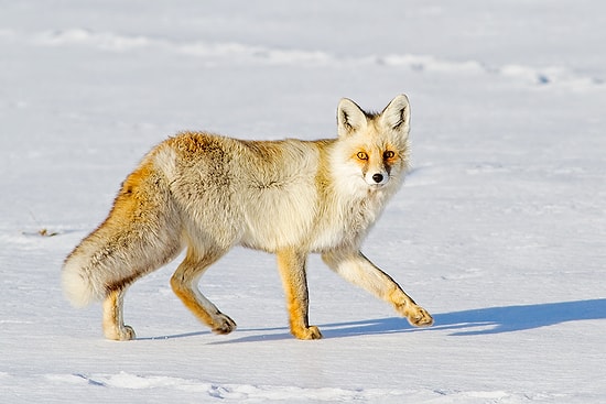 Gerçek Bir Kars Deneyimi