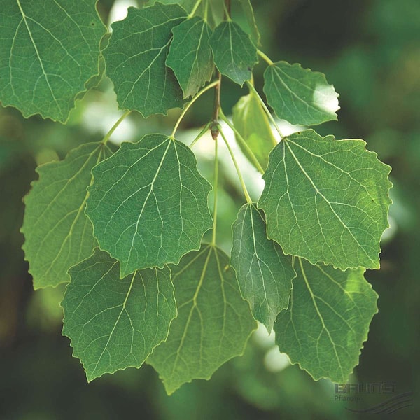 5. Угадайте дерево по его листве: