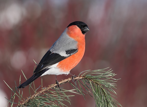 6. Узнаете этого симпатягу?