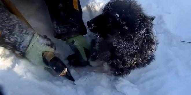 Karlı Zemine Yapışıp Kalan Yavru Köpeği Kurtararak Sıcak Yuvaya Kavuşturan Güzel İnsanlar
