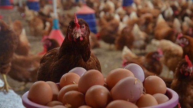 Türkiye'de kırmızı et fiyatının artışı, protein açısından zengin olup fiyat açısından daha makul olması yönünden tüketicileri tavuk ve hindiye yönlendirmiştir.