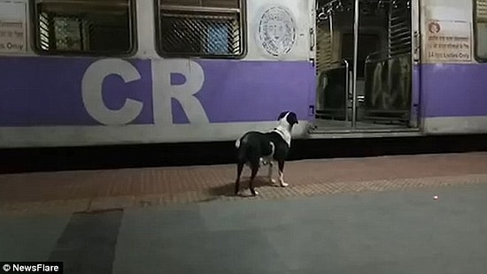 Her Gece Aynı Treni Bekleyen Köpeğin Yürek Burkan Hikayesi