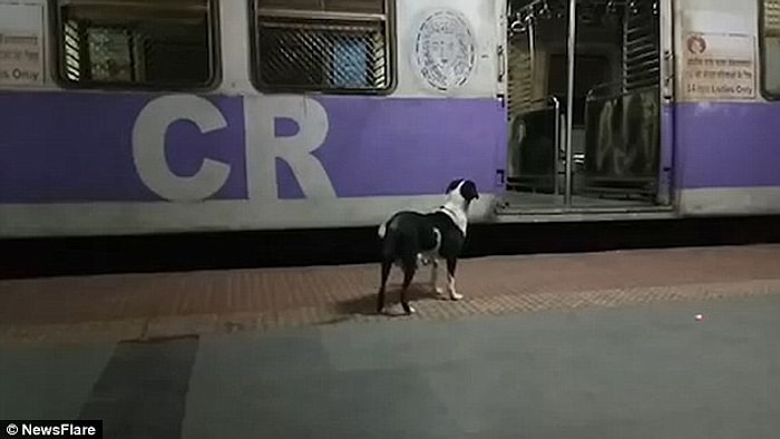 Her Gece Aynı Treni Bekleyen Köpeğin Yürek Burkan Hikayesi