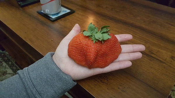 7. Да этой клубникой можно накормить четверых! 😉