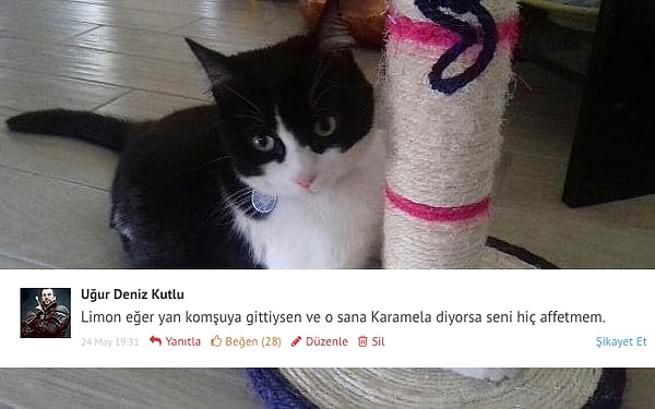 6. Evini Terk Edip Kendine Yeni Sahip Seçen Kedi Fiocco'ya Mahkeme Hak Verdi: 'Kendi Seçimi'