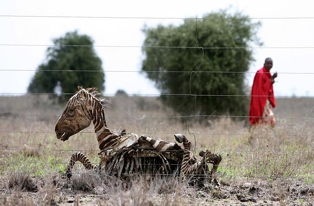 4. Kenya'dan bir görüntü.