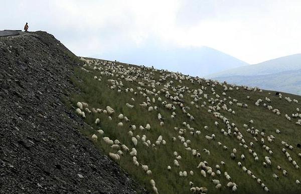 19. Alp eteklerinde bir koyun sürüsü.