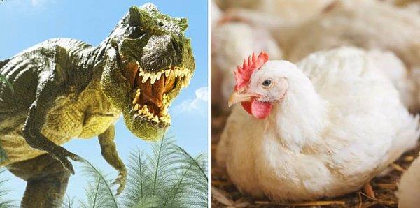 12. T. Rex türünün en yakın yaşayan akrabaları tavuklardır.