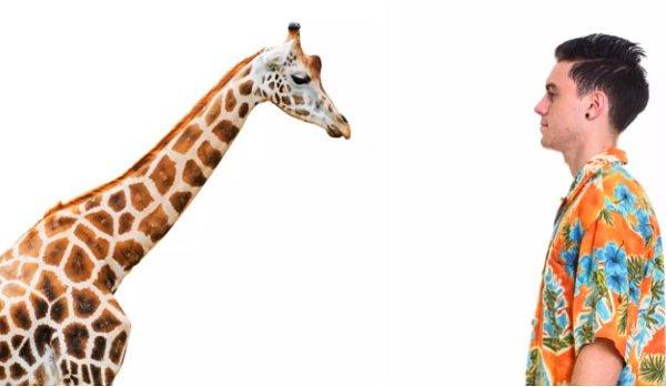 15. Zürafalar ve insanlar aynı sayıda boyun kemiğine sahiptir.