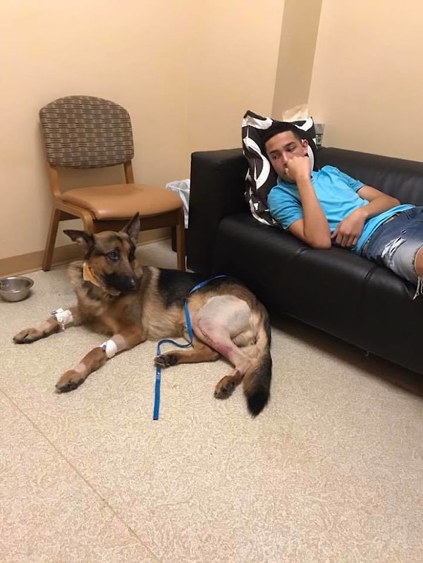 4. К сожалению, в пса выстрелили 4 раза, и он перестал бороться.