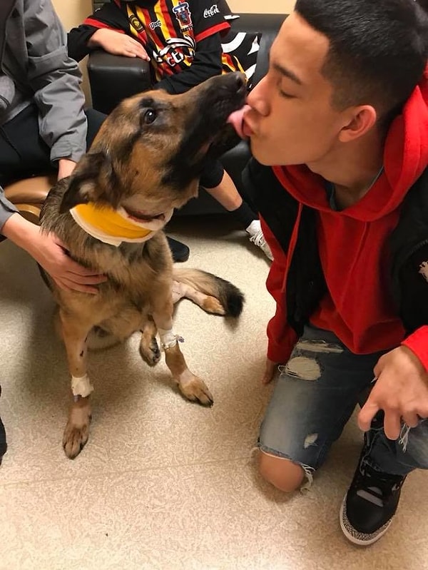 Давайте же поаплодируем этому смелому героическому псу по кличке Рекс! Он достоин уважения! 👏👏👏