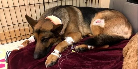 16 Yaşındaki İnsan Dostunu Silahlı Hırsızlardan Korumaya Çalışırken Vurulan Kahraman Köpek Rex!