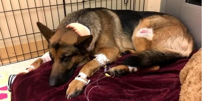 16 Yaşındaki İnsan Dostunu Silahlı Hırsızlardan Korumaya Çalışırken Vurulan Kahraman Köpek Rex!