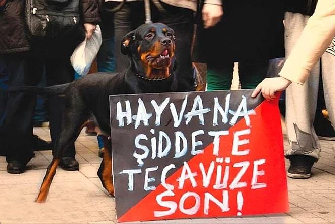 Her Gün Yeni Bir Rezillik... Tarsus'ta Bir Sapık Köpeğe Tecavüz Ederken Yakalandı