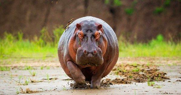 15. Erkek hipopotamlar, dişileri etkilemek ve bölgelerini işaretlemek için kuyruklarını sallayarak kaka fırlatırlar.