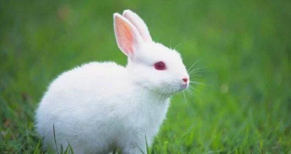 21. Tavşanlar sağlıklı kalmak için kendi kakalarını yer.