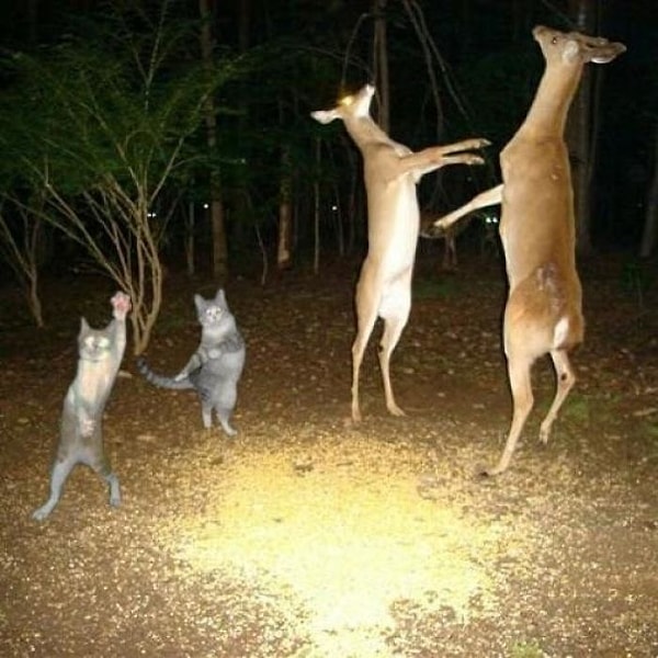 8. Лесная дискотека?