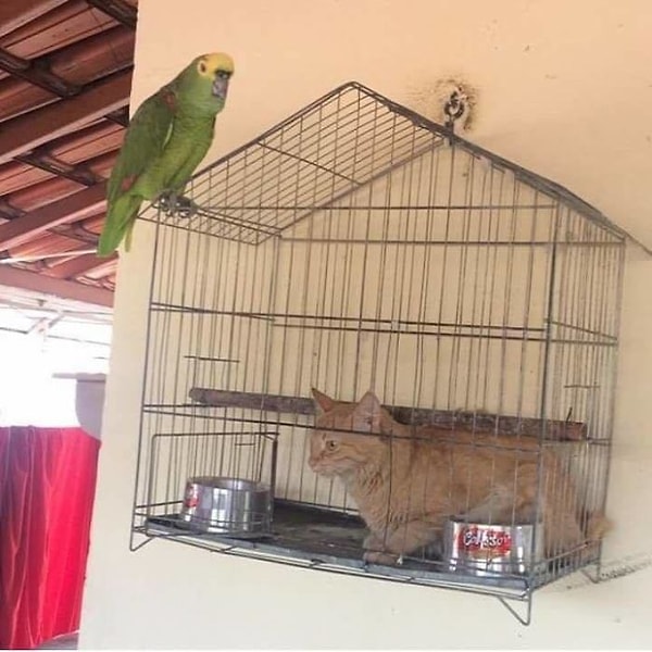 19. Кто кого перехитрил?