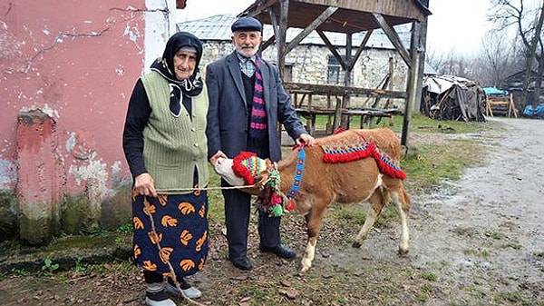 4. В День всех влюбленных он подарил своей жене, с которой они живут вот уже 60 лет, теленка!