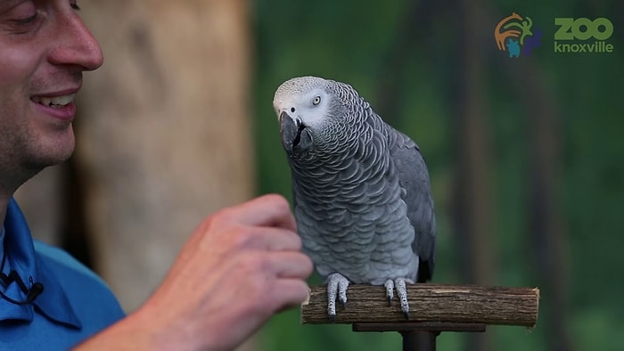 Taklit Yeteneğiyle En İyi Taklitçileri Dahi Madara Edecek Bir Papağan: Einstein