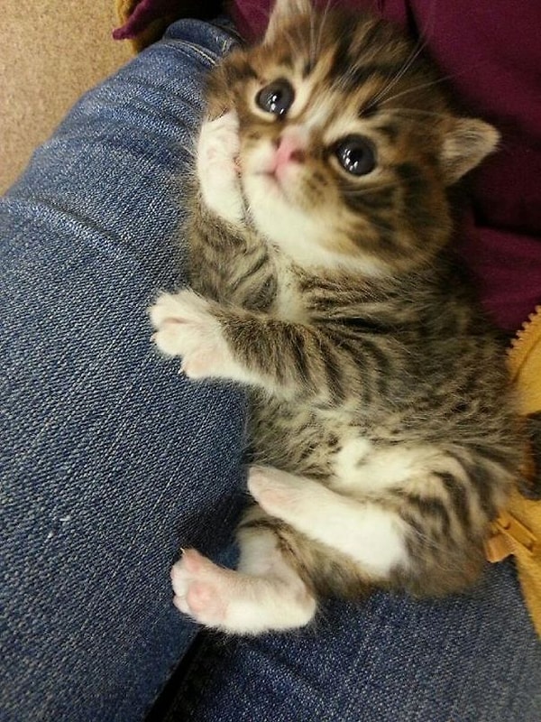 9. Мимими фото из приюта.