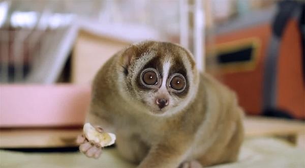 Вы были бы лемуром Лори!