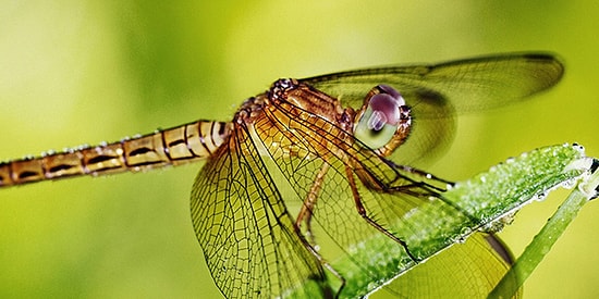 Вы ни за что не пройдете этот тест на 10 из 10, если не знаете всех насекомых планеты!